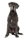 Great Dane, sitting and looking the camera Royalty Free Stock Photo