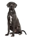 Great Dane, sitting and looking the camera Royalty Free Stock Photo