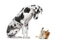 Great Dane sitting and looking at a Chihuahua Royalty Free Stock Photo