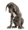 Great Dane sitting, looking down, isolated Royalty Free Stock Photo