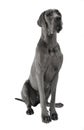 Great Dane sitting in the white studio floor Royalty Free Stock Photo