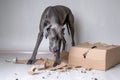 great dane standing over a torn cardboard box Royalty Free Stock Photo