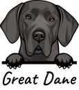 Great Dane peeking dog isolated on a white background