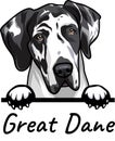Great Dane peeking dog isolated on a white background