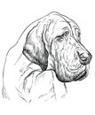 Great Dane vector hand drawing portrait