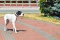 Great Dane walks for a walk in the city park Royalty Free Stock Photo