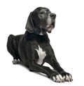 Great Dane, 1 year old, lying in front of white background Royalty Free Stock Photo