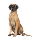 Great Dane, 4 years old, sitting in front of white background Royalty Free Stock Photo