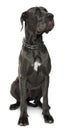 Great Dane, 5 years old, sitting in front of white background Royalty Free Stock Photo