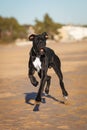 Great danes black dog running on the beach Royalty Free Stock Photo