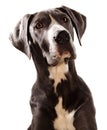 Great Danes dog Royalty Free Stock Photo