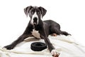 Great Danes dog Royalty Free Stock Photo