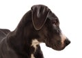 Great Danes dog Royalty Free Stock Photo