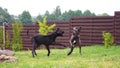 Great danes playing Royalty Free Stock Photo