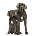 Great Danes sitting and standing, isolated Royalty Free Stock Photo