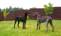 Great danes playing Royalty Free Stock Photo