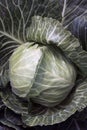 Great dark green cabbage head on the vegetable garden