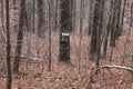 Bird house at the forest