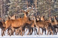 Great deer cervus elaphus surrounded by herd. Portrait of deer stag,while looking at you in winter time. Artwork of Red deer,sta