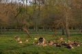 Great Deer Cervus Elaphus and whitetail deer on a meadow, eating grass and resting Royalty Free Stock Photo