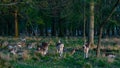 Great Deer Cervus Elaphus and whitetail deer on a meadow, eating grass and resting Royalty Free Stock Photo