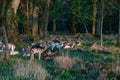 Herd of Deer Cervus Elaphus and whitetail deer on a meadow, eating grass and resting Royalty Free Stock Photo