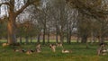 Great Deer Cervus Elaphus and whitetail deer on a meadow Royalty Free Stock Photo