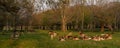 panoramic view of the phoenix park dublin, Great Deer Cervus Elaphus and whitetail deer on a meadow, eating grass and resting Royalty Free Stock Photo