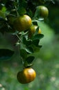 Tangerine fruit trees on a citrus farm