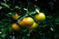 Tangerine fruit trees on a citrus farm in the tropics