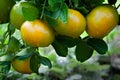 Tangerine fruit trees on a citrus farm in the tropics