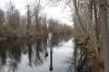 Great Dismal Swamp, North Carolina Royalty Free Stock Photo