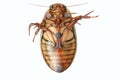 Great Diving Beetle