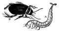 Great Diving Beetle Adult and Larvae, vintage illustration