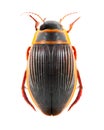 The great diving beetle (Dytiscus marginalis). Royalty Free Stock Photo