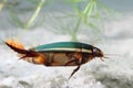 Great diving beetle (Dytiscus marginalis) Royalty Free Stock Photo