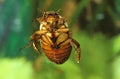 Great Diving Beetle, dytiscus marginalis, Adult standing in a Pond, Normandy Royalty Free Stock Photo