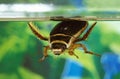 Great Diving Beetle, dytiscus marginalis, Adult standing in a Pond, Normandy