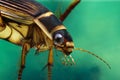 Great Diving Beetle, dytiscus marginalis, Adult standing in Water, Close up of Head, Normandy Royalty Free Stock Photo