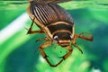 Great Diving Beetle, dytiscus marginalis, Adult standing in Water, Normandy