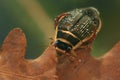 The Great diving Beetle (Dytiscus marginalis) Royalty Free Stock Photo