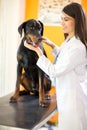 Great Done dog with veterinarian at vet ambulant