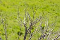 Great dry twigs on green background unfocused Royalty Free Stock Photo
