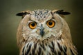 Great eagle owl portrait in nature Royalty Free Stock Photo
