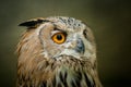 Great eagle owl portrait in nature Royalty Free Stock Photo