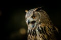 Great eagle owl portrait in nature Royalty Free Stock Photo