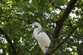 Great Eastern Egret Bird Sitting in a Tree Top