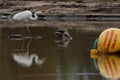 Great Eastern Egret with a buoy in the foreground