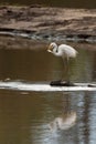 Great Eastern Egret eating a fish