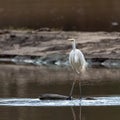 Great Eastern Egret looking in the water